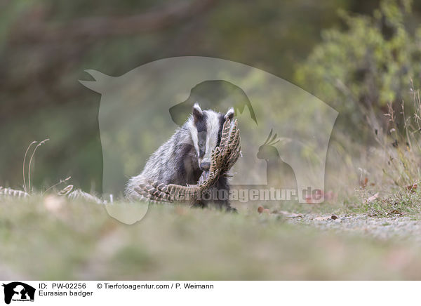 Eurasian badger / PW-02256
