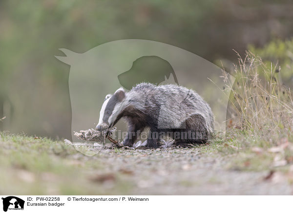 Eurasian badger / PW-02258