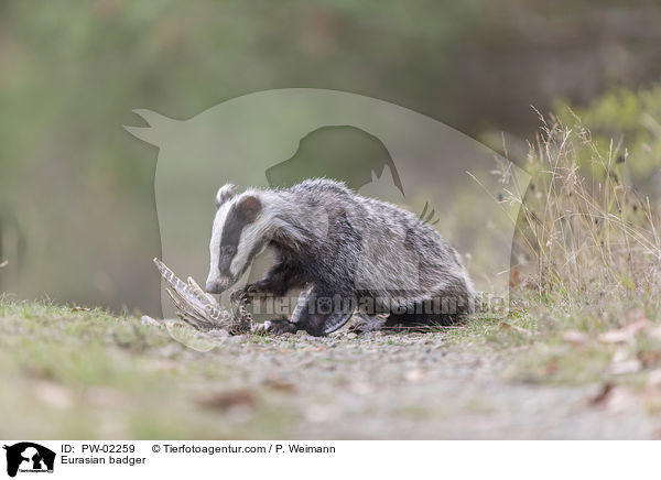 Eurasian badger / PW-02259