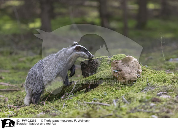 Eurasian badger and red fox / PW-02263
