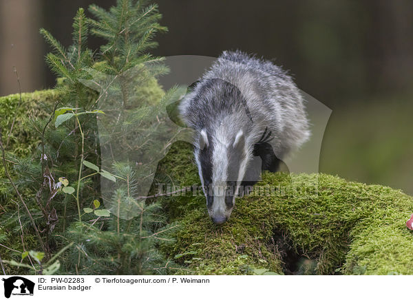 Eurasian badger / PW-02283