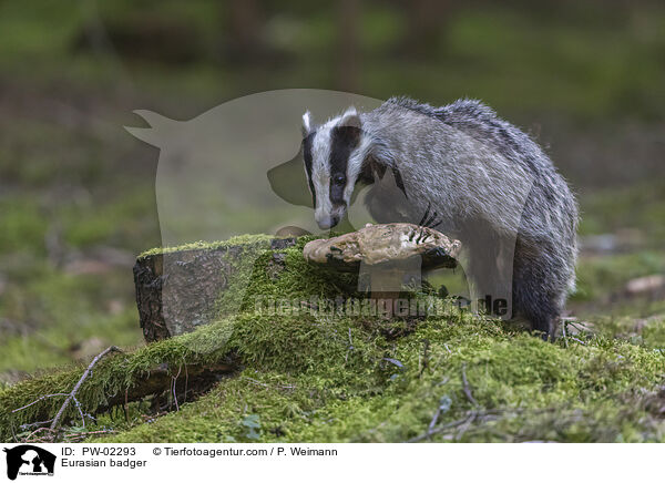 Eurasian badger / PW-02293
