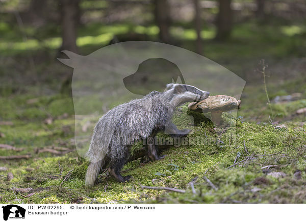 Eurasian badger / PW-02295