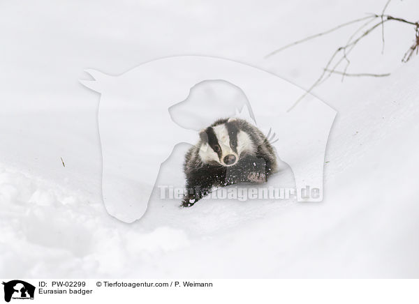 Eurasian badger / PW-02299