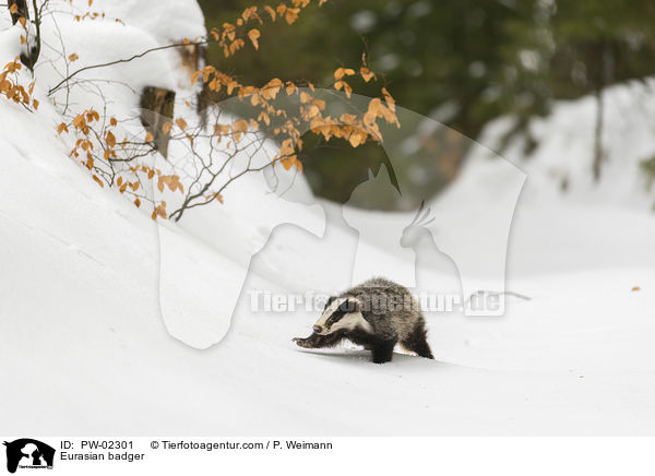 Eurasian badger / PW-02301