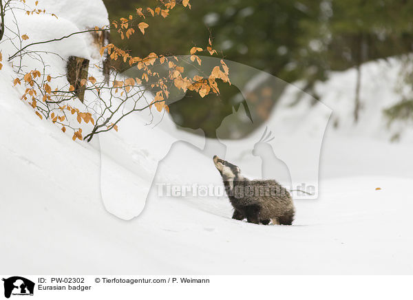 Eurasian badger / PW-02302