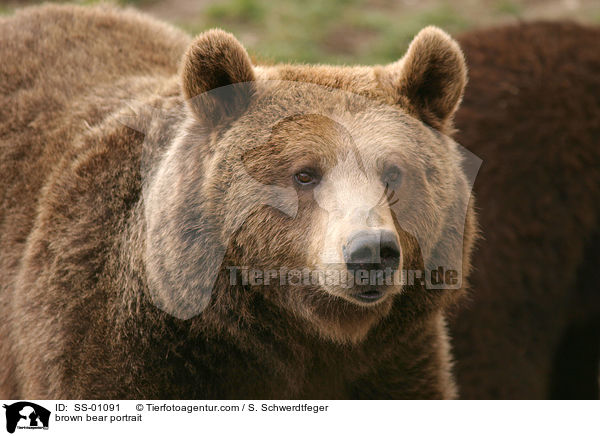 brown bear portrait / SS-01091
