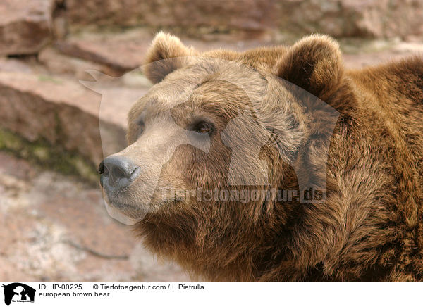 Europischer Braunbr / european brown bear / IP-00225