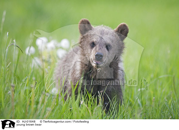 young brown bear / HJ-01648