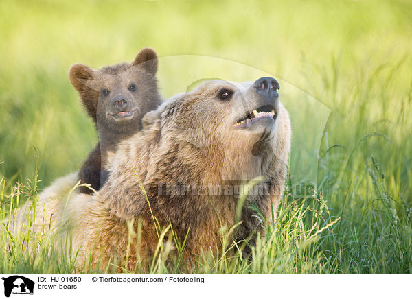 brown bears / HJ-01650