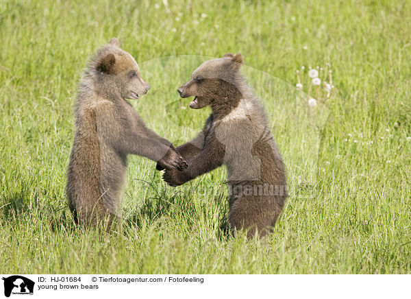 young brown bears / HJ-01684