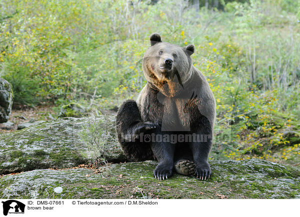 Europischer Braunbr / brown bear / DMS-07661
