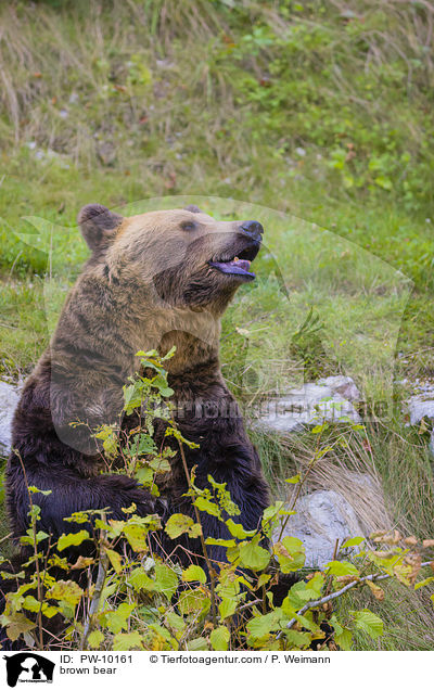 Europischer Braunbr / brown bear / PW-10161