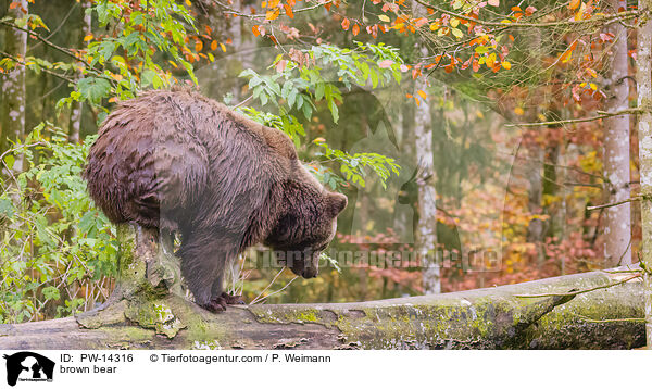 Europischer Braunbr / brown bear / PW-14316