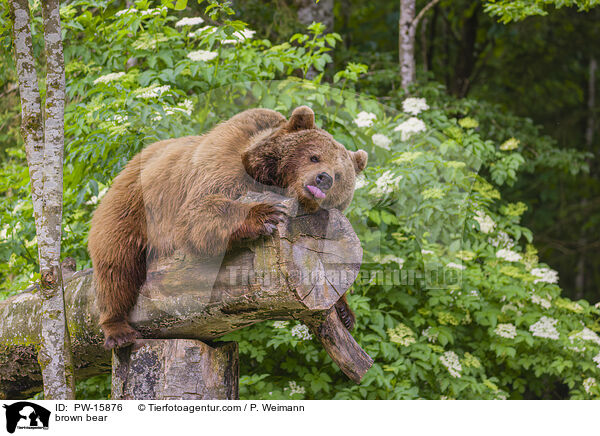 Europischer Braunbr / brown bear / PW-15876