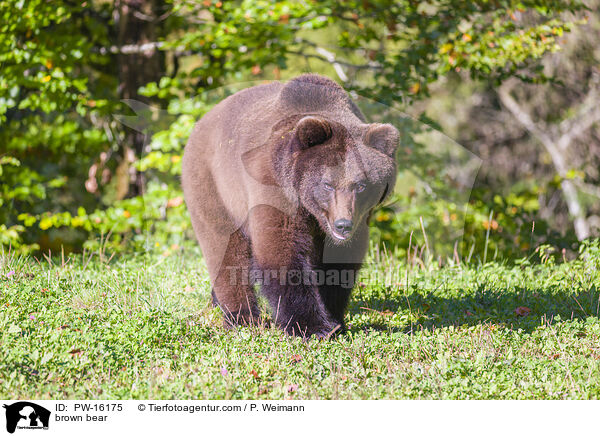 brown bear / PW-16175