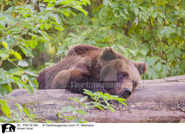 brown bear / PW-16188