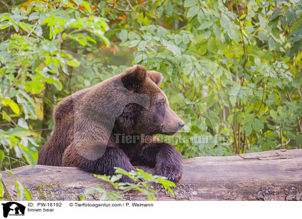 brown bear / PW-16192