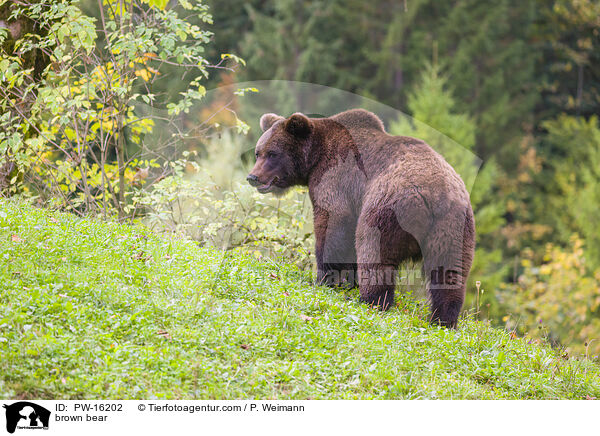 brown bear / PW-16202
