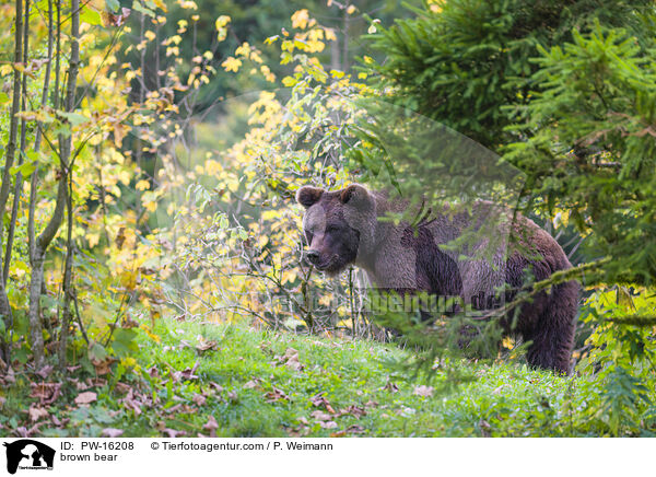 brown bear / PW-16208