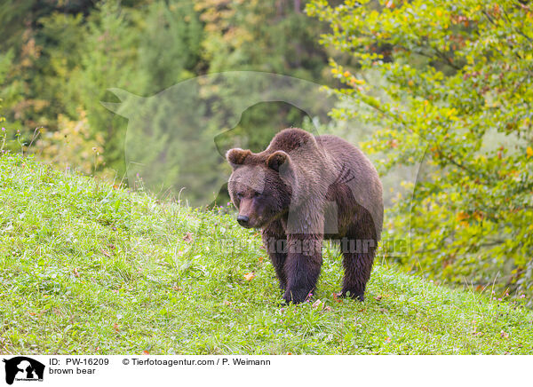 brown bear / PW-16209