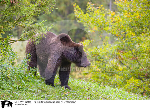 brown bear / PW-16210