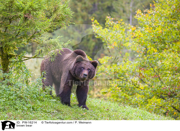 brown bear / PW-16214