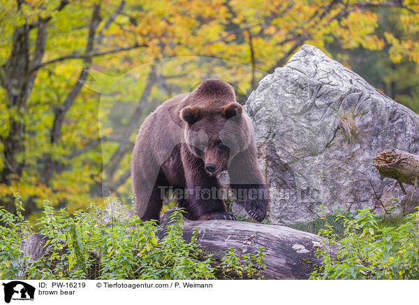 brown bear / PW-16219