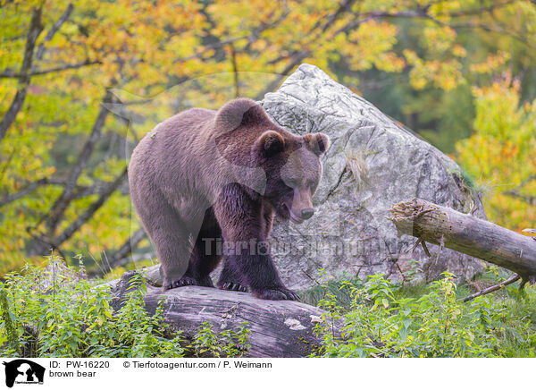 brown bear / PW-16220