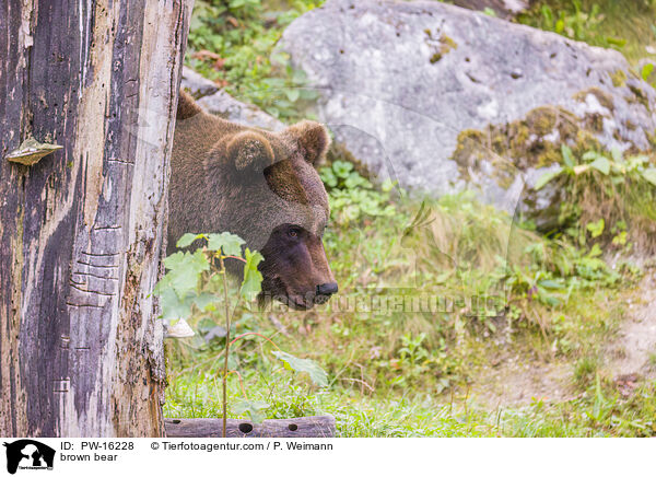 brown bear / PW-16228