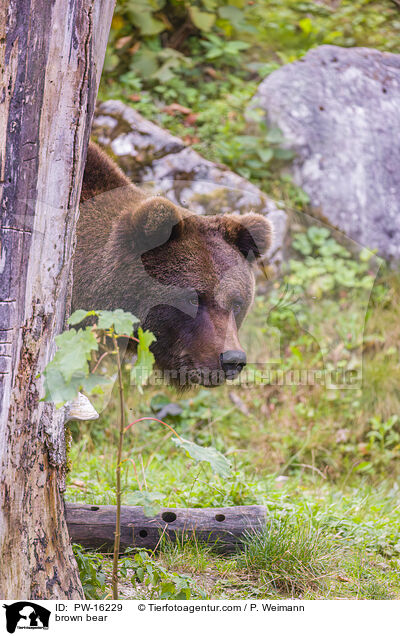 brown bear / PW-16229