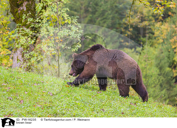 brown bear / PW-16235