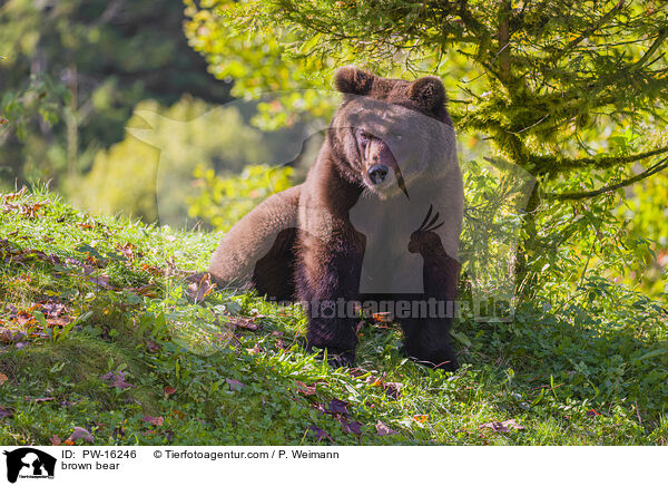 brown bear / PW-16246