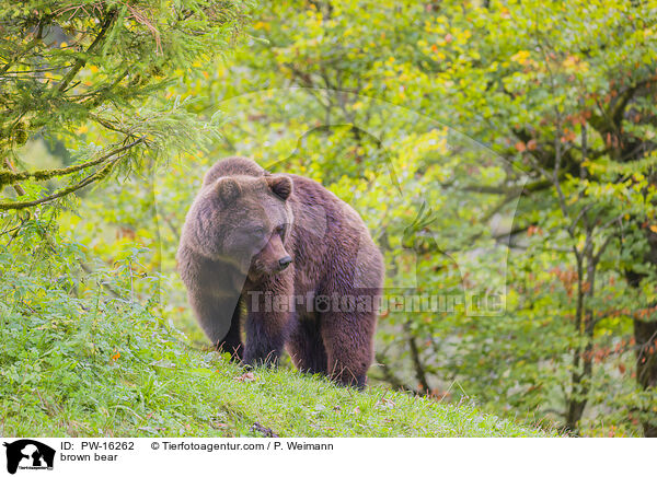brown bear / PW-16262