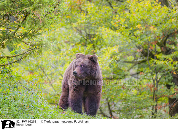 brown bear / PW-16263