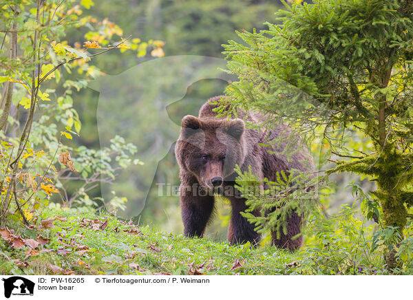 brown bear / PW-16265