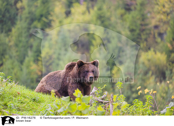 brown bear / PW-16276