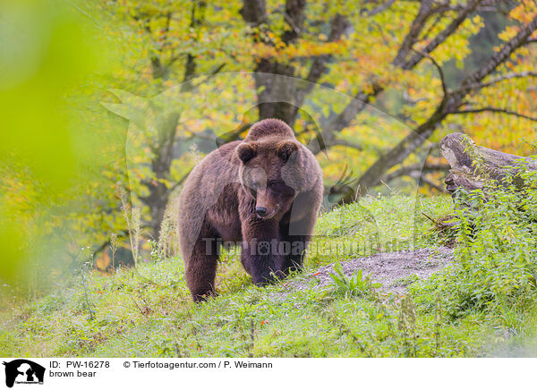 brown bear / PW-16278