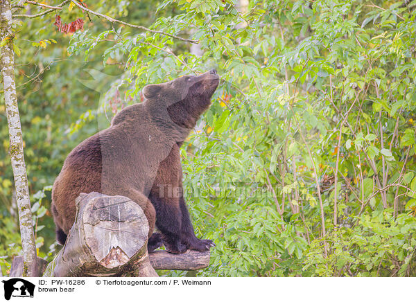 brown bear / PW-16286