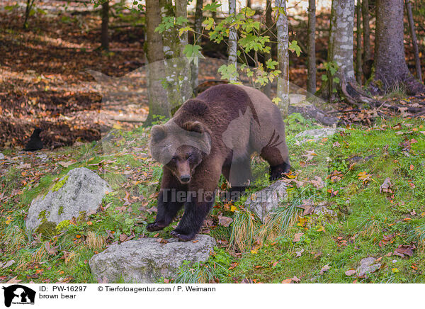 brown bear / PW-16297
