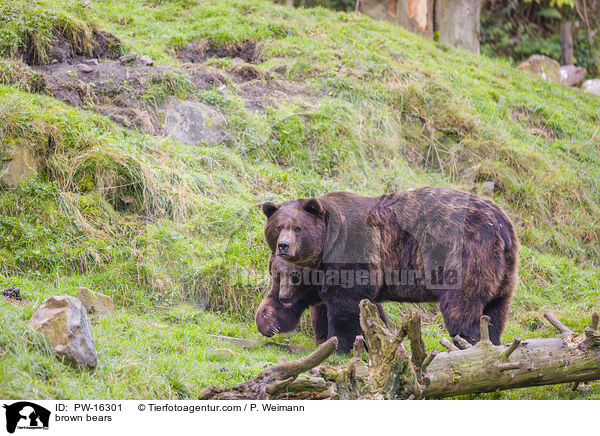 brown bears / PW-16301