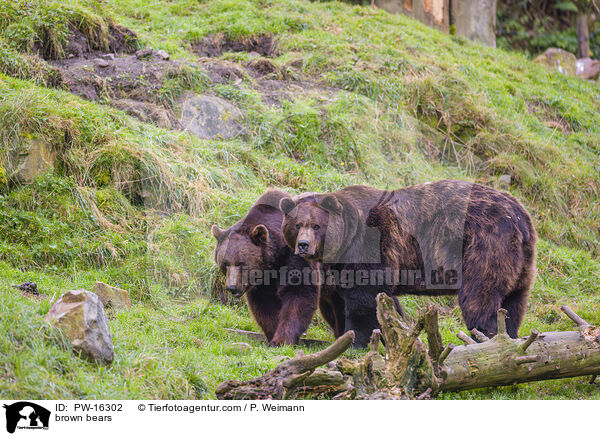 brown bears / PW-16302