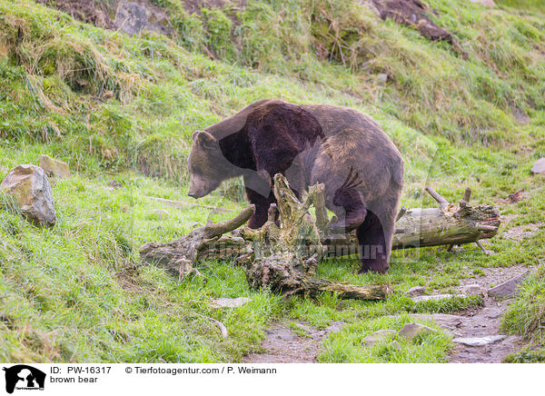 brown bear / PW-16317