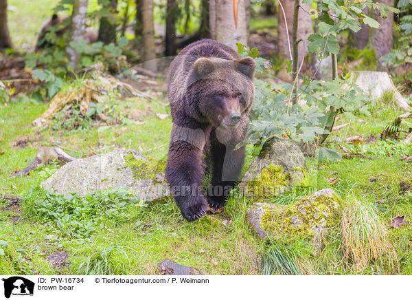 brown bear / PW-16734
