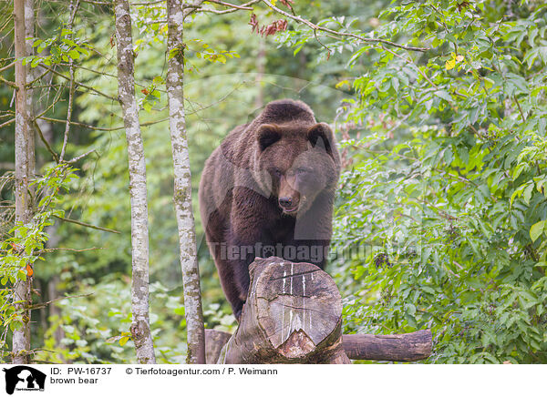 brown bear / PW-16737