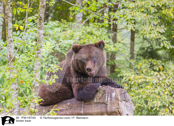 brown bear / PW-16740