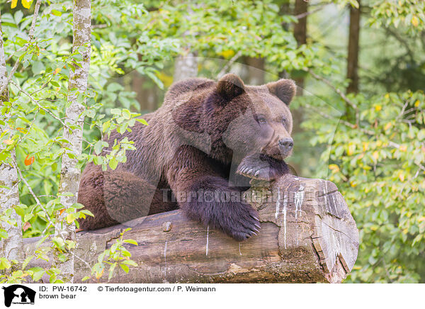 brown bear / PW-16742