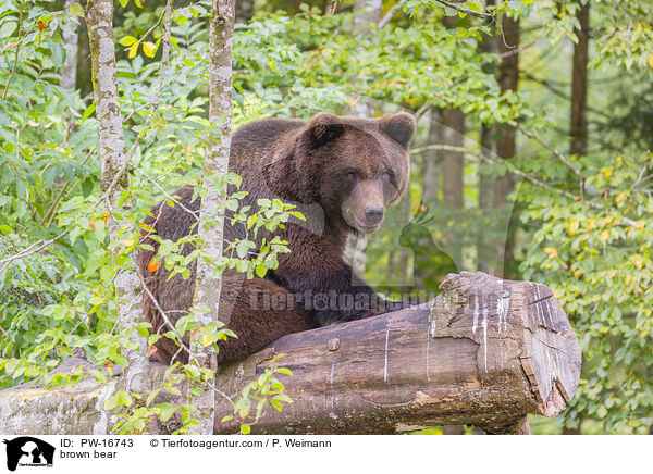 brown bear / PW-16743
