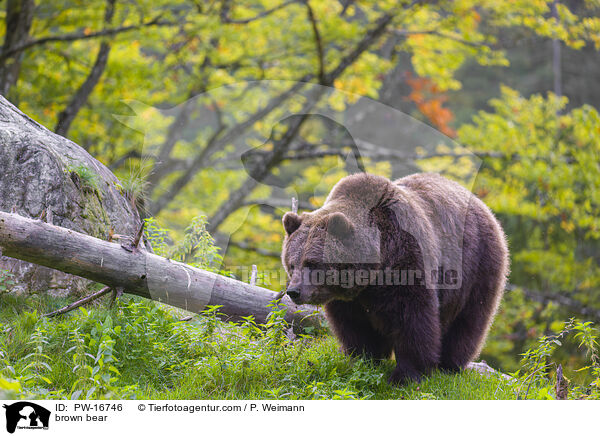 brown bear / PW-16746