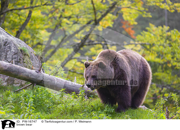 brown bear / PW-16747